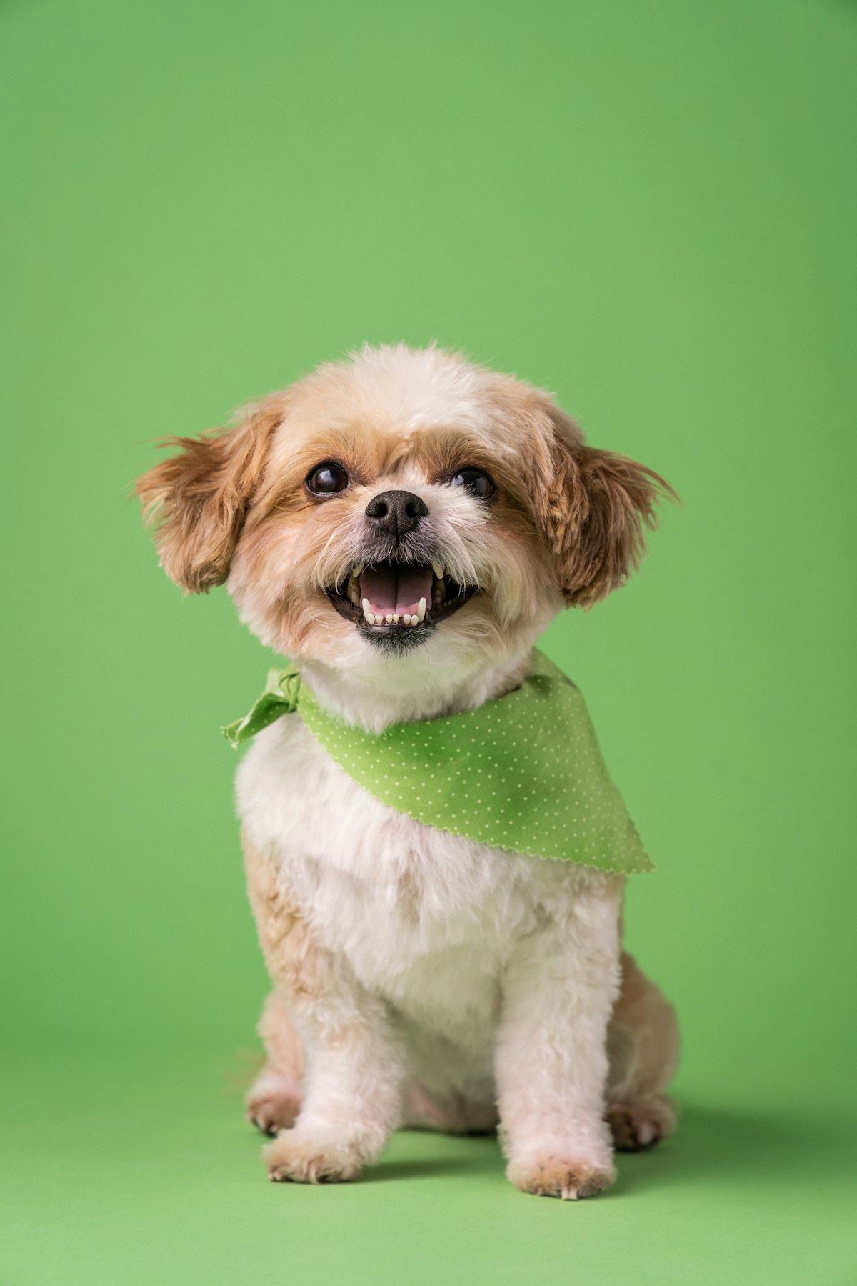 From Night Light to Dog Bandana: Keepsakes That Carry Your Pet’s Face
