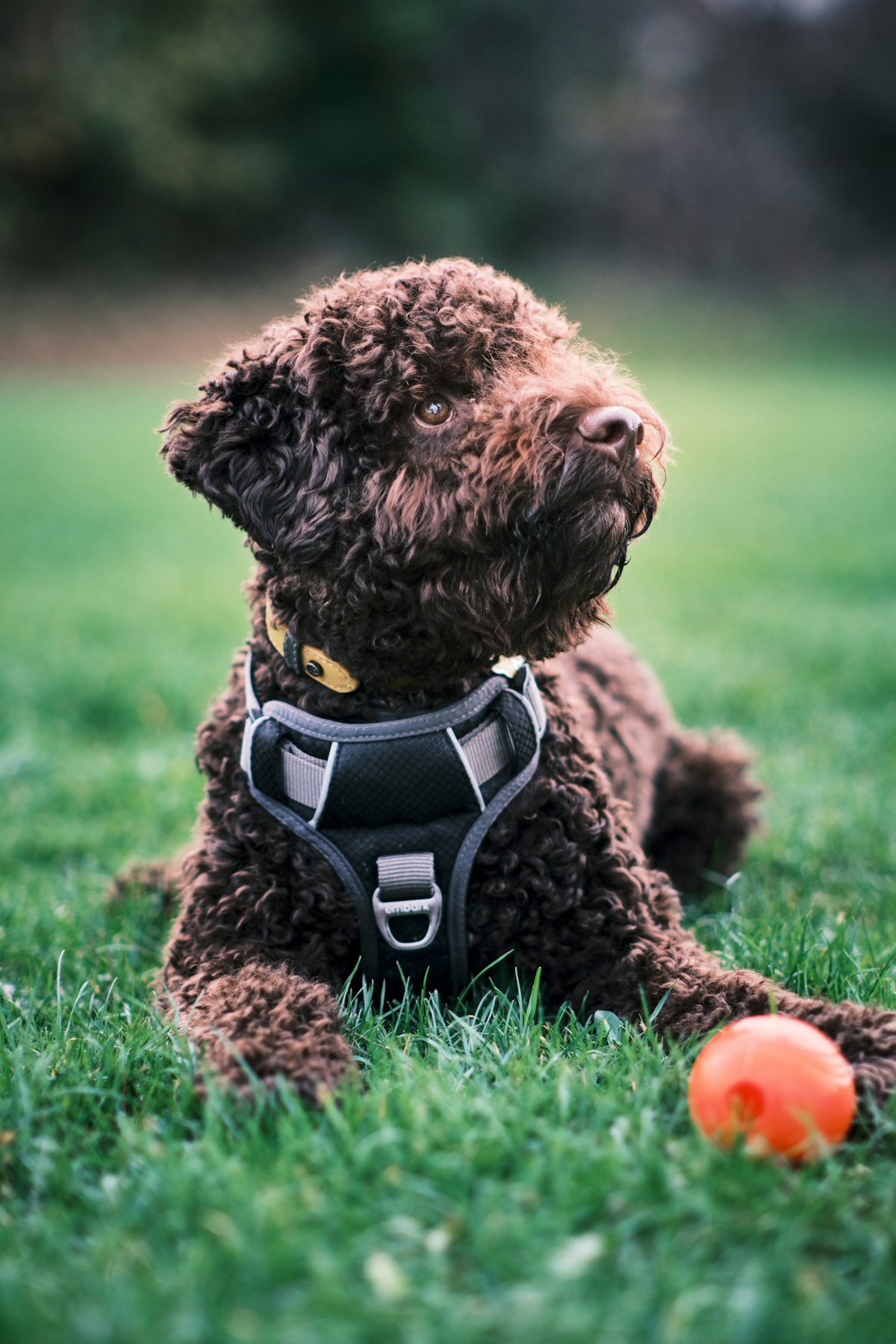 New Keys, New Corridor: A Dog Harness for the First Week in Your HDB Flat